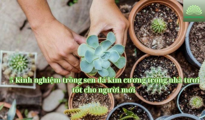 5 Kinh nghiệm trồng sen đá kim cương trong nhà tươi tốt cho người mới 