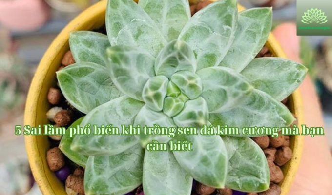 5 Sai lầm phổ biến khi trồng sen đá kim cương mà bạn cần biết