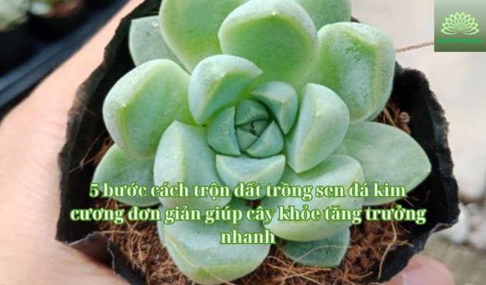 5 bước cách trộn đất trồng sen đá kim cương đơn giản giúp cây khỏe tăng trưởng nhanh