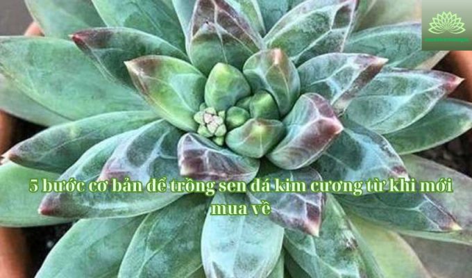 5 bước cơ bản để trồng sen đá kim cương từ khi mới mua về