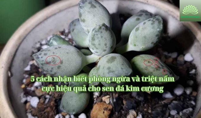 5 cách nhận biết phòng ngừa và triệt nấm cực hiệu quả cho sen đá kim cương