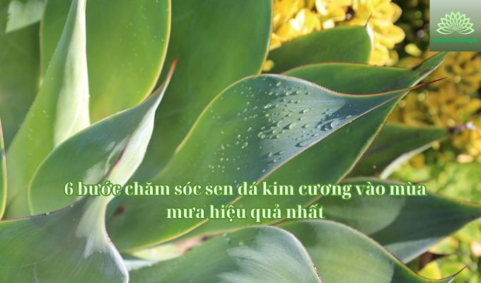 6 bước chăm sóc sen đá kim cương vào mùa mưa hiệu quả nhất