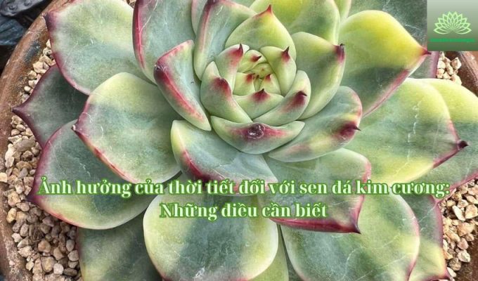 Ảnh hưởng của thời tiết đối với sen đá kim cương: Những điều cần biết