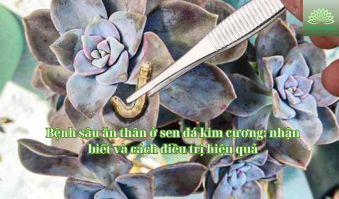 Bệnh sâu ăn thân ở sen đá kim cương: nhận biết và cách điều trị hiệu quả