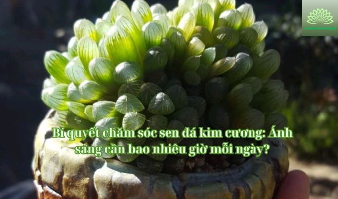 Bí quyết chăm sóc sen đá kim cương: Ánh sáng cần bao nhiêu giờ mỗi ngày?