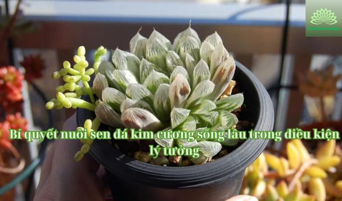 Bí quyết nuôi sen đá kim cương sống lâu trong điều kiện lý tưởng