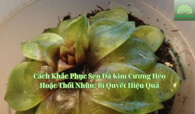 Cách Khắc Phục Sen Đá Kim Cương Héo Hoặc Thối Nhũn: Bí Quyết Hiệu Quả