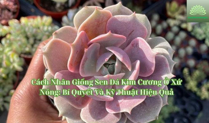 Cách Nhân Giống Sen Đá Kim Cương Ở Xứ Nóng: Bí Quyết Và Kỹ Thuật Hiệu Quả