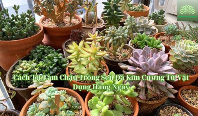 Cách Tự Làm Chậu Trồng Sen Đá Kim Cương Từ Vật Dụng Hằng Ngày