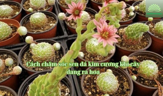 Cách chăm sóc sen đá kim cương khi cây đang ra hoa