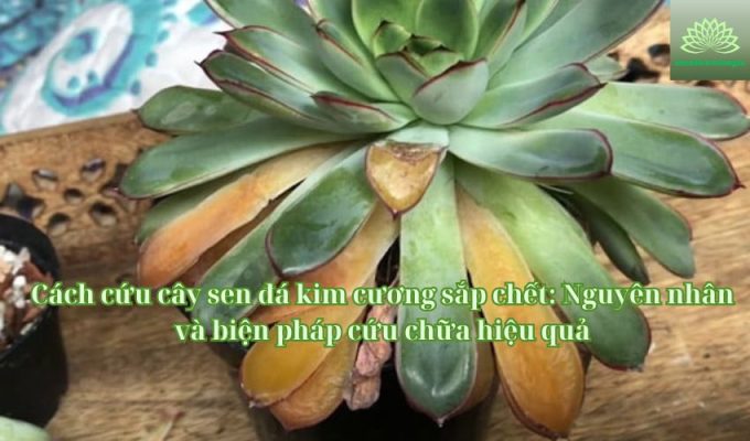 Cách cứu cây sen đá kim cương sắp chết: Nguyên nhân và biện pháp cứu chữa hiệu quả