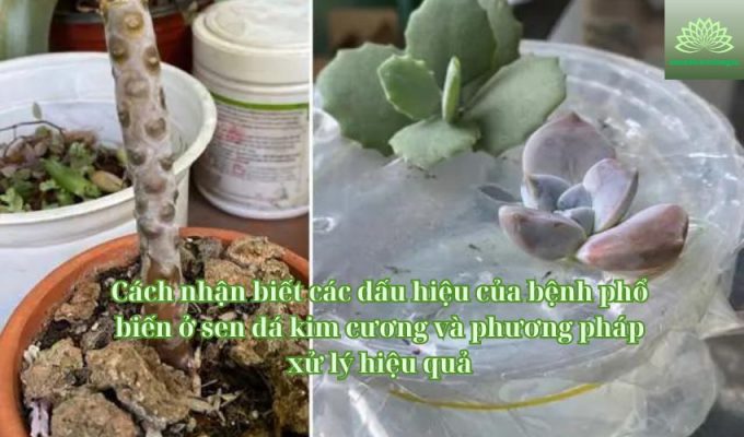 Cách nhận biết các dấu hiệu của bệnh phổ biến ở sen đá kim cương và phương pháp xử lý hiệu quả