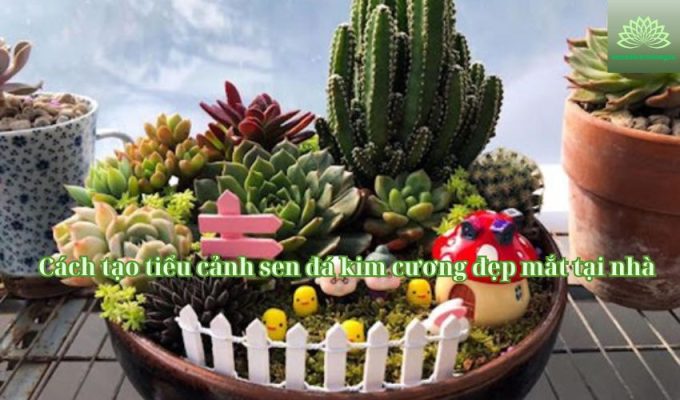 Cách tạo tiểu cảnh sen đá kim cương đẹp mắt tại nhà