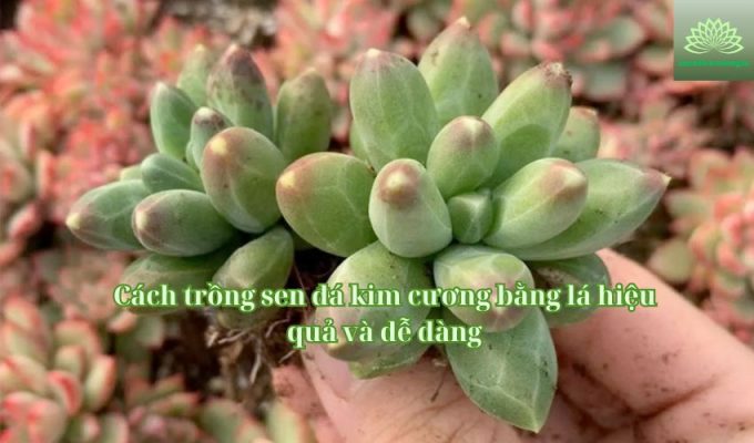 Cách trồng sen đá kim cương bằng lá hiệu quả và dễ dàng