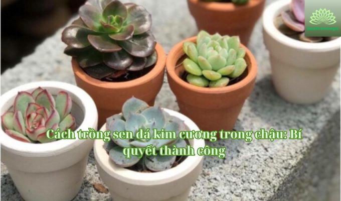 Cách trồng sen đá kim cương trong chậu: Bí quyết thành công