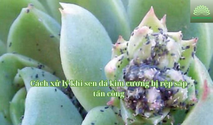 Cách xử lý khi sen đá kim cương bị rệp sáp tấn công