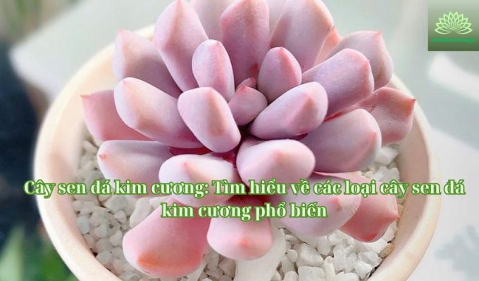 Cây sen đá kim cương Tìm hiểu về các loại cây sen đá kim cương phổ biến