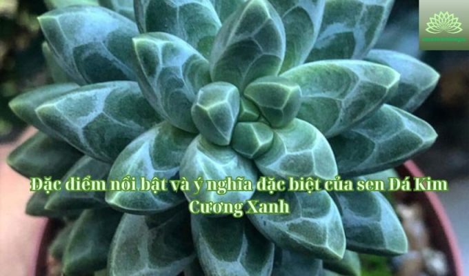 Đặc điểm nổi bật và ý nghĩa đặc biệt của sen Đá Kim Cương Xanh