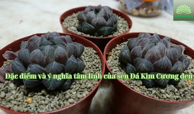 Đặc điểm và ý nghĩa tâm linh của sen Đá Kim Cương đen