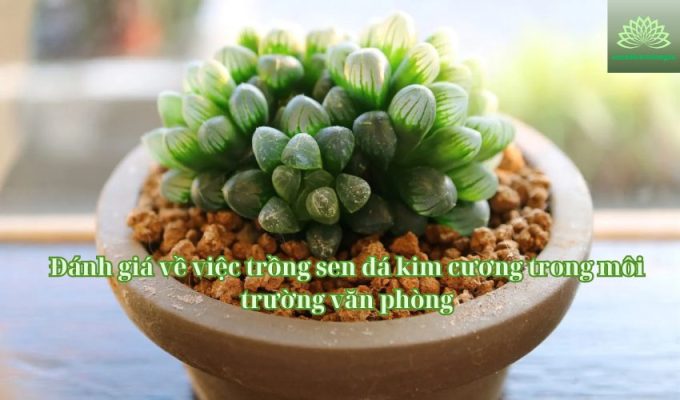 Đánh giá về việc trồng sen đá kim cương trong môi trường văn phòng