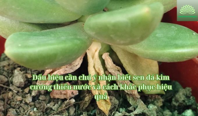 Dấu hiệu cần chú ý nhận biết sen đá kim cương thiếu nước và cách khắc phục hiệu quả