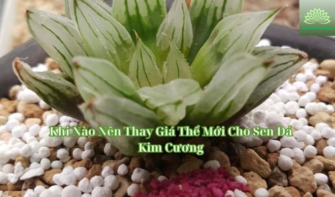 Khi Nào Nên Thay Giá Thể Mới Cho Sen Đá Kim Cương