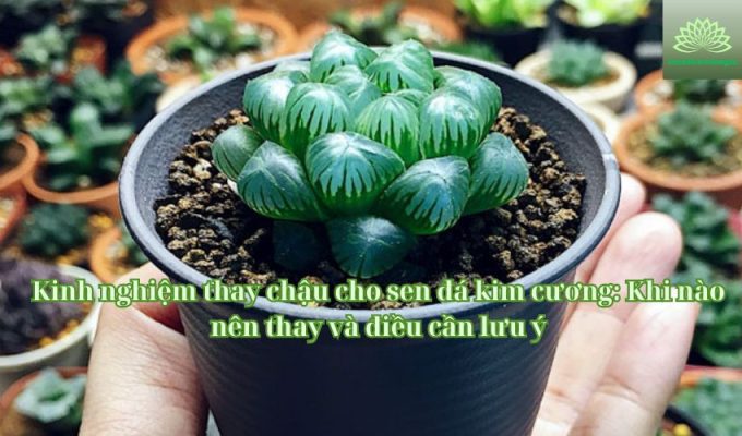 Kinh nghiệm thay chậu cho sen đá kim cương: Khi nào nên thay và điều cần lưu ý