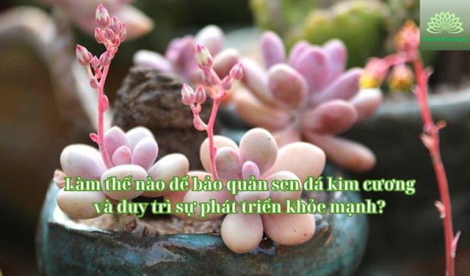 Làm thế nào để bảo quản sen đá kim cương và duy trì sự phát triển khỏe mạnh?