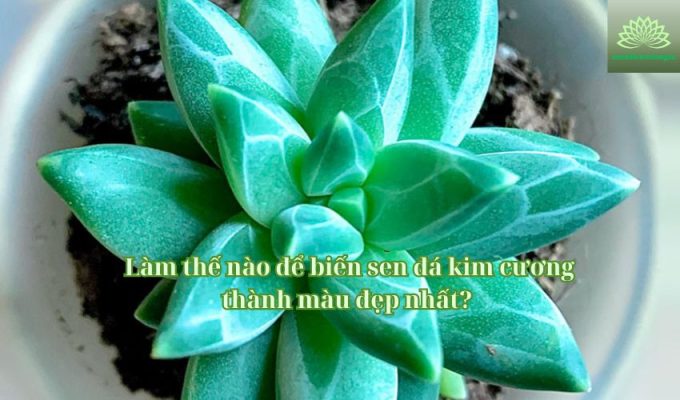  Làm thế nào để biến sen đá kim cương thành màu đẹp nhất?