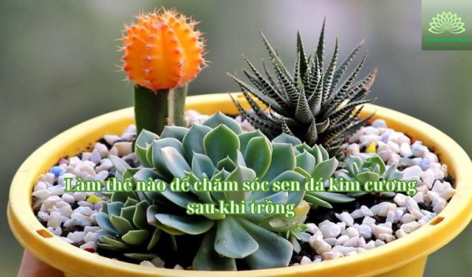 Làm thế nào để chăm sóc sen đá kim cương sau khi trồng