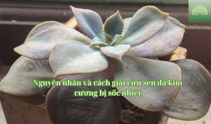 Nguyên nhân và cách giải cứu sen đá kim cương bị sốc nhiệt