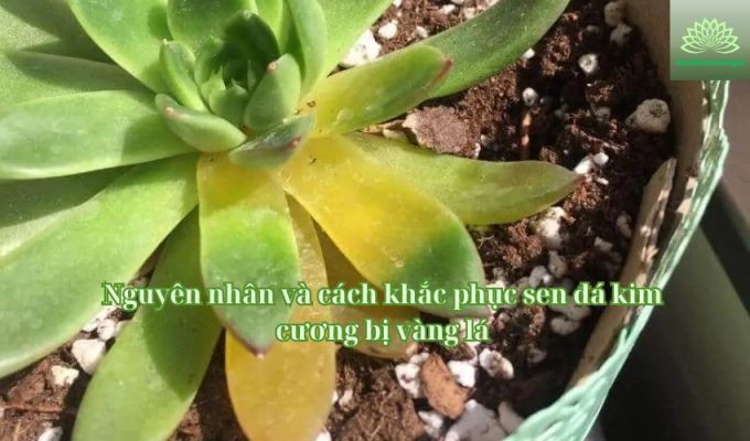 Nguyên nhân và cách khắc phục sen đá kim cương bị vàng lá