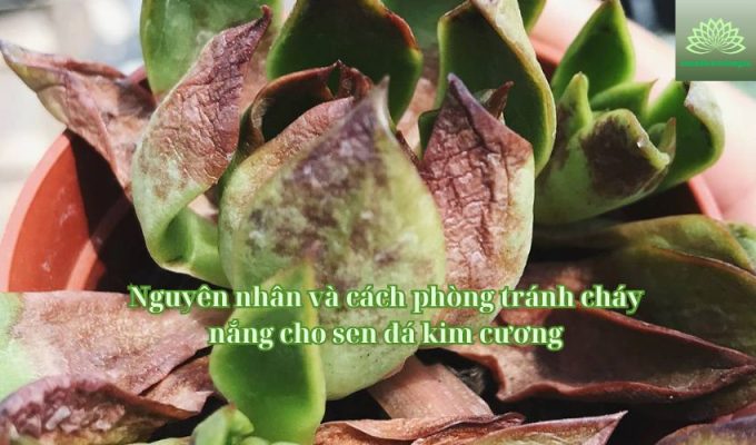 Nguyên nhân và cách phòng tránh cháy nắng cho sen đá kim cương