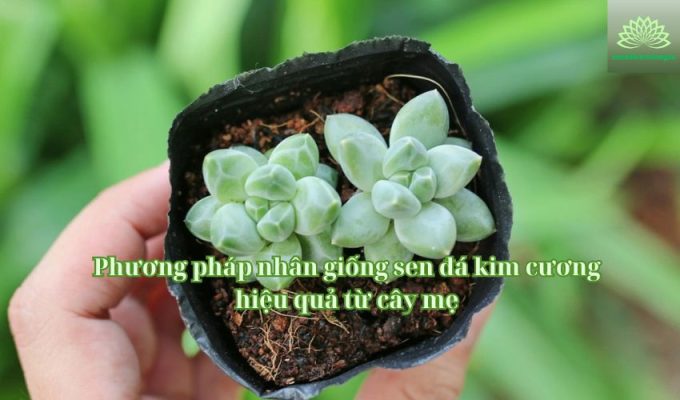 Phương pháp nhân giống sen đá kim cương hiệu quả từ cây mẹ