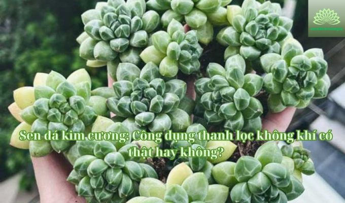 Sen đá kim cương: Công dụng thanh lọc không khí có thật hay không?