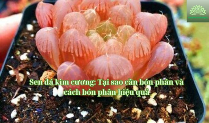 Sen đá kim cương: Tại sao cần bón phân và cách bón phân hiệu quả