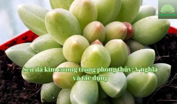 Sen đá kim cương trong phong thủy: Ý nghĩa và tác dụng