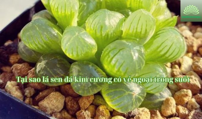 Tại sao lá sen đá kim cương có vẻ ngoại trong suốt