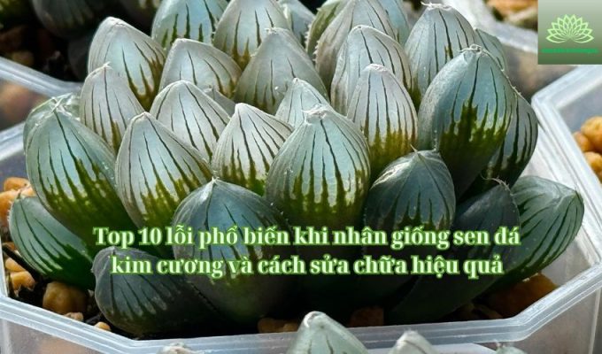 Top 10 lỗi phổ biến khi nhân giống sen đá kim cương và cách sửa chữa hiệu quả