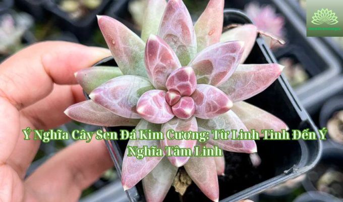 Ý Nghĩa Cây Sen Đá Kim Cương: Từ Linh Tinh Đến Ý Nghĩa Tâm Linh